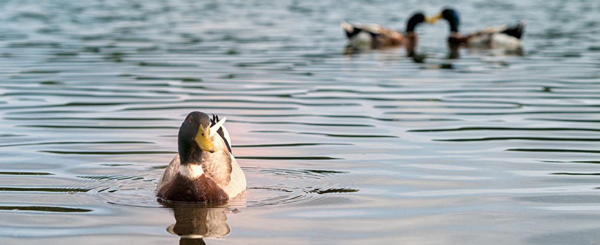 Duck in water